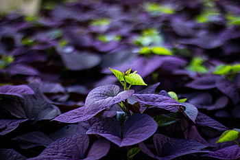 Leaves, Plant, Macro, Blur, Smooth, Sprout HD wallpaper