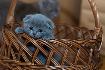 Animals, Kitty, Kitten, Nice, Sweetheart, Basket, Sad, Briton HD wallpaper
