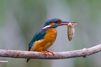 Kingfisher, Symbolic meaning, Totem spirit, Beautiful bird HD wallpaper