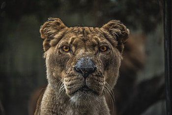 Lioness Macro , lioness, animals, macro, predator HD wallpaper