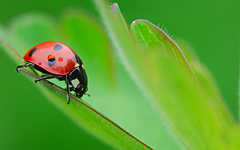 Insects, Ladybugs HD wallpaper