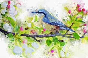 Spring Bird, Bird, Flowers, Spring, Branches HD wallpaper
