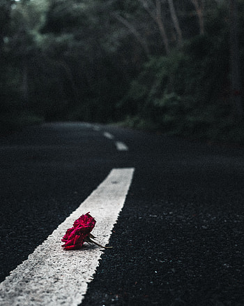 Flowers, Flower, Road, Rose Flower, Rose, Asphalt HD phone wallpaper