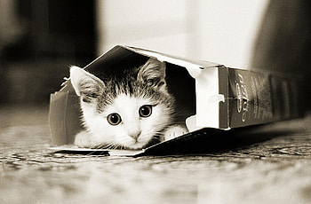 kitty, cute, cat, rest, nice HD wallpaper