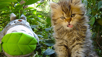 Cute Cat, cute, cat, pet, animals HD wallpaper