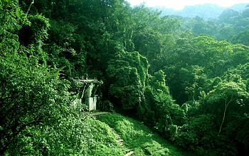 Vibrant greenery, Nature's playground, Untamed wilderness, Enchanting beauty HD wallpaper