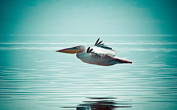 Animals, Water, Bird, Surface, Flight, Pelican HD wallpaper