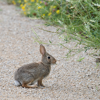 Animals, Fluffy, Profile, Rabbit, Hare HD phone wallpaper