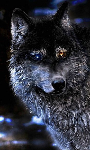 wolf , High-quality ry, Captivating visuals, Eye-catching design HD phone wallpaper