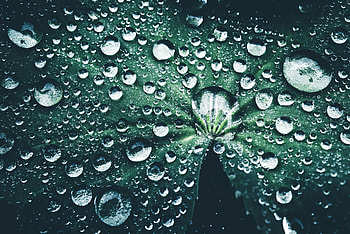 Drops, Macro, Close-Up, Sheet, Leaf, Dew HD wallpaper