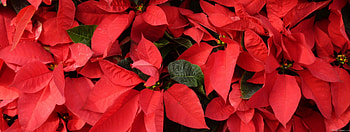 Red poinsettias, MLE II HD wallpaper