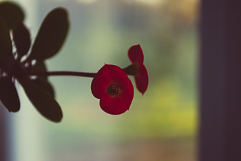 Flowers, Background, Macro, Chertogon, Cherthon HD wallpaper