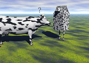 Milk Cartmooooonnn, cow, question, milk carton, cofused HD wallpaper
