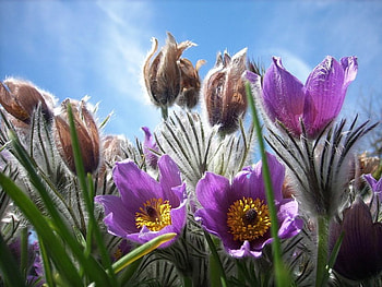 Purple Crocus, purple, crocus, lavender, nature, flowers HD wallpaper