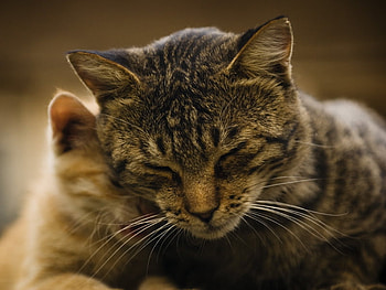tenderness, sweet, kitten, cute, cat HD wallpaper
