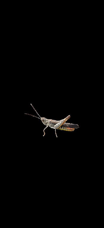 amoled insects, black, dark HD phone wallpaper