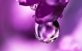 Objects, Violet, Drops HD wallpaper