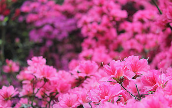 Plants, Flowers HD wallpaper