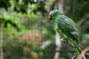 Animals, Parrots, Bird, Multicolored, Motley, Branch HD wallpaper