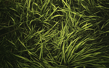 Plants, Grass, Background HD wallpaper