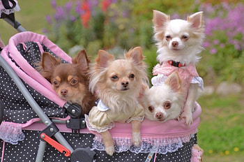 CUTE PUPS WAITING FOR PARADE, CUTE, LITTLE, PUPS, CARRIAGE, PINK HD wallpaper