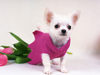 Cute chihuahua, sweet, animal, dog, puppy, pet, chihuahua HD wallpaper