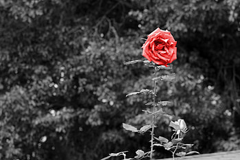 A Touch of Red, rose, lonely rose, red rose, little rose HD wallpaper