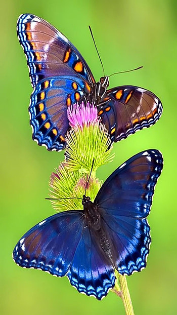 Butterfly, Adorable, Butterfly Adorable HD phone wallpaper