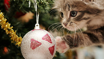 Christmas 1920x1080 HD wallpaper