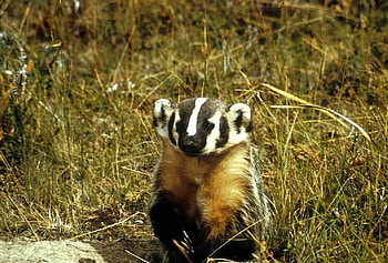 Badger, cool, beautiful HD wallpaper