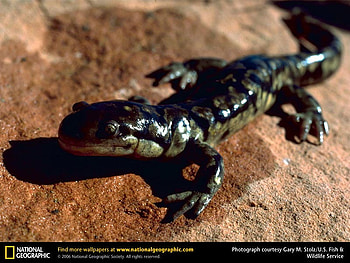 Tiger Salamander, salamander, animals, amphibians HD wallpaper