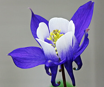 Blue flowers, blue, white, nature, flowers HD wallpaper
