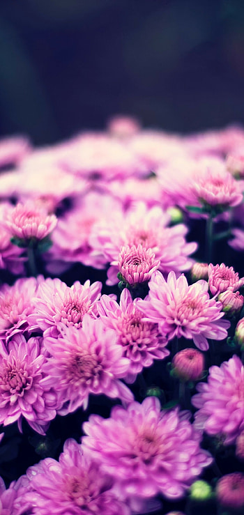 purple chrysanthemum, Blurry floral graphy, Samsung Galaxy , Vibrant nature display HD phone wallpaper