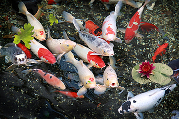 Water lily, Koi HD wallpaper