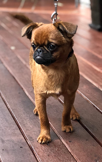 Brussels Griffon, Griffon rescue dogs, Dog hotel, Breed information HD phone wallpaper