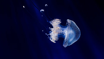Underwater jellyfish , Wide-screen ry, Marine beauty, Captivating backgrounds HD wallpaper