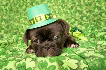 :), dog, puppy, day, green, clover, st patrick, caine, hat, cute HD wallpaper