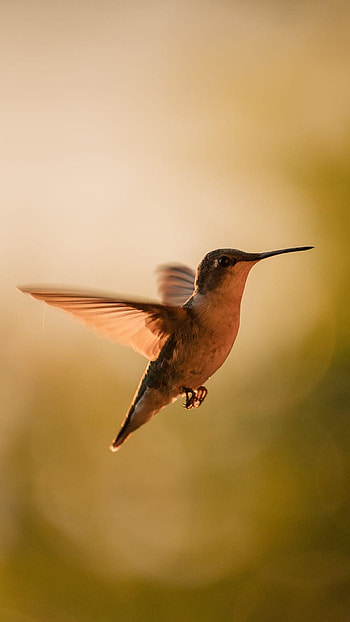 Hummingbird, Graceful flight, Vibrant feathers, Delicate beauty HD phone wallpaper