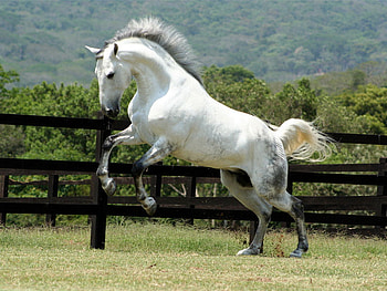 hello, horses, horse, i love horses HD wallpaper