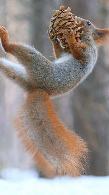 Squirrels playing in snow, Festive animal HD phone wallpaper