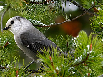 Birds_Nightingale, nightigale, birds, animals, tree HD wallpaper