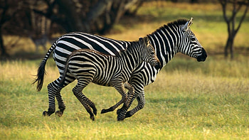 Zebras, Wild Animals HD wallpaper