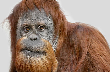 Orangutan , Nature's beauty, Captivating eyes, Nature's wonders HD wallpaper