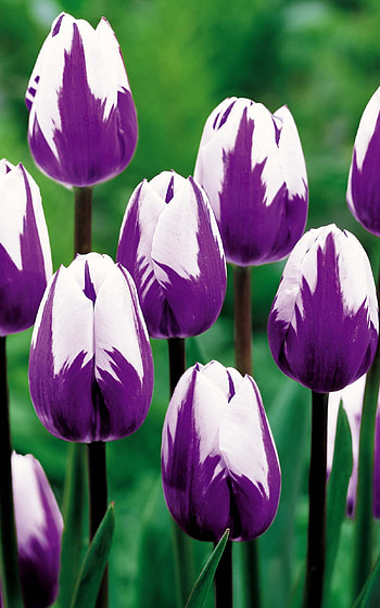 Triumph, Tulips HD phone wallpaper