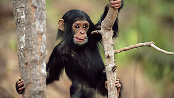 Animals, Monkeys HD wallpaper