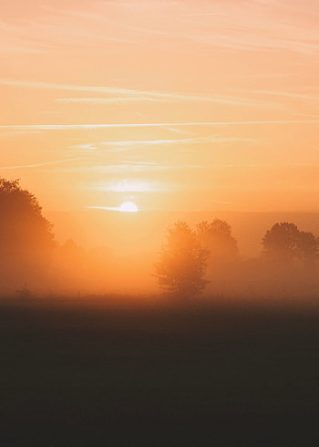 Nature, Trees, Sun, Dawn, Fog, Morning HD phone wallpaper