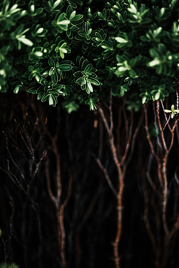 Leaves, Bush, Plant, Macro, Dark, Branches HD phone wallpaper