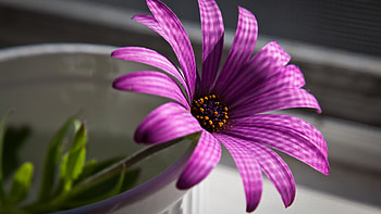 To all the friends in love with this color, purple, beautiful, my lovely color, flower HD wallpaper