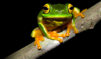 Australian museum frogid project, Frog species research, Science initiative, Amphibian conservation HD wallpaper
