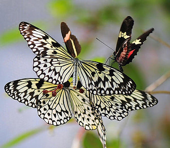 Butterflies, cute, beautiful, pretty HD wallpaper
